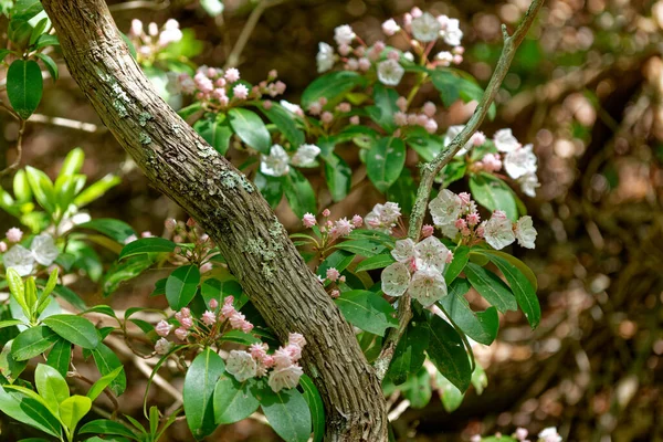 Кластеры Ярко Белого Цвета Розовыми Цветами Ветвях Горного Лаврового Растения — стоковое фото