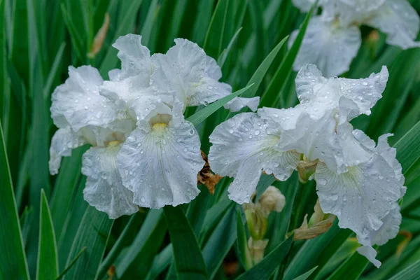Quelques Iris Blancs Pleine Floraison Avec Des Gouttelettes Eau Après — Photo