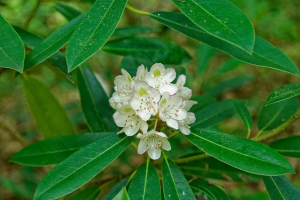 White Cluster Opened Flowers Foliage Rhododendron Bush Closeup View Growing — Stock Photo, Image