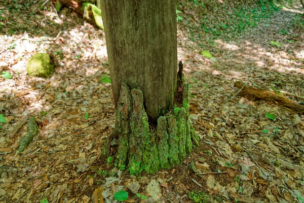 Olhando Para Baixo Fundo Uma Árvore Morta Deixada Com Alguma — Fotografia de Stock