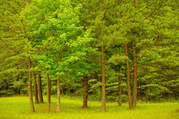 Viharfelhők Szűrik Napfényt Kiemelve Fák Egy Csoportját Erdőben Ami Világít — Stock Fotó