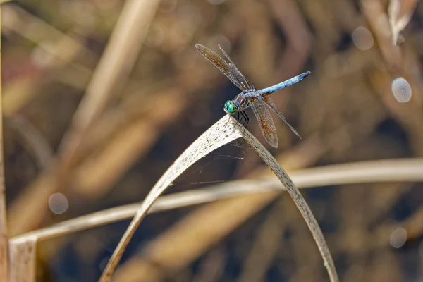 Mittelgroße Libelle Mit Großen Grünen Augen Und Hellblauem Körper Die — Stockfoto
