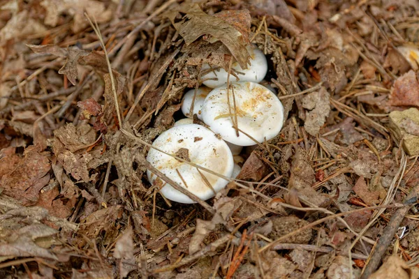 在夏日的特写中 在森林地面上 一簇白色的蘑菇从地下长出来 上面覆盖着树叶和枝条 — 图库照片