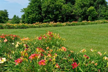 Aydınlık bir yaz gününde, arka planda ağaçlık alanlar olan açık bir alanda çiçek açan farklı zambak yetiştiricileri.