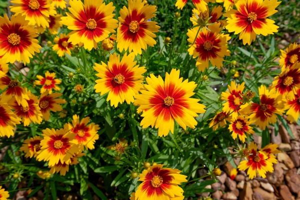 Closeup View Coreopsis Plant Called Uptick Gold Bronze Full Bloom — Stock Photo, Image