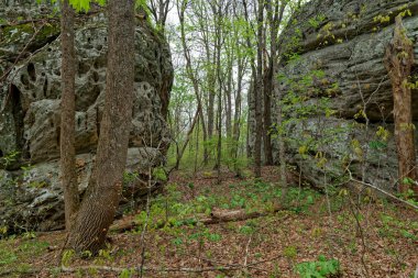 Tennessee 'nin ortasındaki Black Mountain' daki kayalık arazide ağaçlarla çevrili bir patika var.