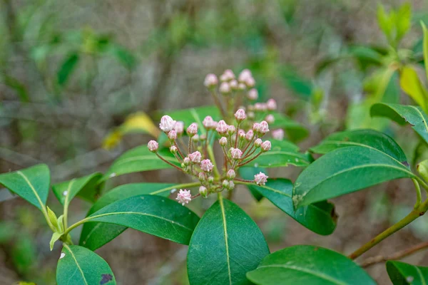 Branch Foliage Cluster Buds Mountain Laurel Flowers Ready Open Closeup — Stock Photo, Image