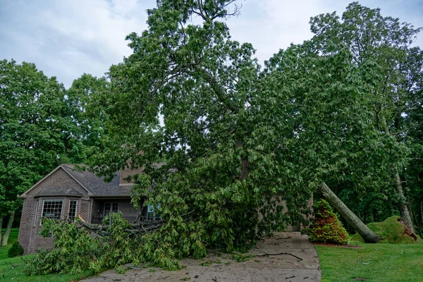 Katı Yetişmiş Kırmızı Meşe Ağacı Fırtınada Bir Evin Üzerine Düştü Telifsiz Stok Imajlar