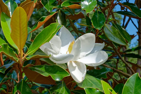A southern magnolia tree with a white flower in full bloom with a seed pod forming in the middle of the petals surrounded by the large green foliage closeup view