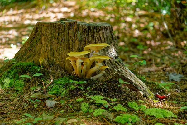 秋天的一个阳光明媚的日子里 在森林里的树桩上生长着一大簇黄色的蘑菇 旁边有一小批蘑菇 — 图库照片