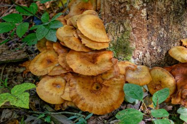 Pas rengi büyük mantarlar ve birbiri üzerine halka desenleri. Sonbaharın başlarında ormanın zeminindeki ağaç tabanından büyüyorlar.