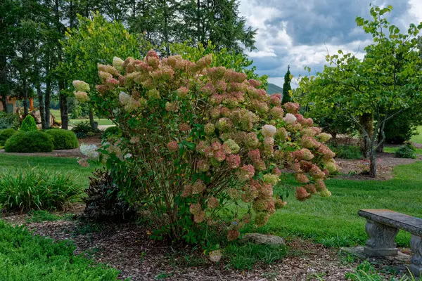 A seasonal color change on a hydrangea bush from bright white to green then pink colors in a garden in late summertime into autumn