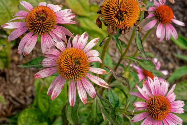 Last blooming purple cone flowers echinacea plants in autumn closeup view