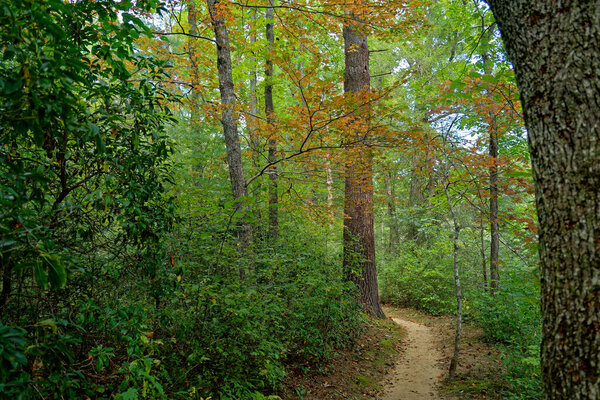 Тропа в лесу с деревьями, которые начинают меняться цвета в конце сентября в начале осени в Теннесси