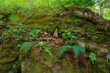 Gnomelar yaz sonlarında ormanda gölgeli bir kayanın üzerinde bitki örtüsüyle otururken bulundu.