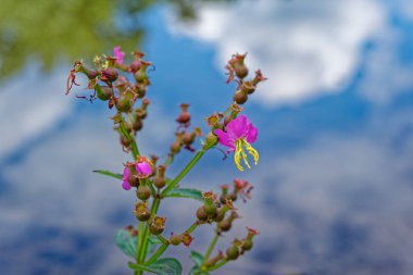 Bir Rhexia 'nın parlak pembe çiçeği Virginia çayır çiçeği olarak bilinir. Yaban çiçeği yakın plan görüntüsü. Güneşli bir sonbaharın ilk günlerinde, arka plandaki gölde yansıması vardır.