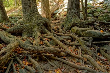 Korunmasız ağaç kökleri Tennessee 'de sonbaharda kuraklığın yaşandığı boş bir derede kayaların ve kayaların etrafında birbirine dolandı.
