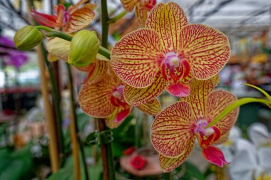 Güzel sarı ve koyu pembe orkide çiçekleri tomurcuklarıyla birlikte tomurcuklanarak kapalı alan görüntüsünü açar.