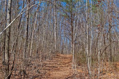 Ağaçlık arazide yokuş yukarı giderken güneş kışın açık mavi gökyüzü ile çıplak ağaçların gövdelerini aydınlatıyor.