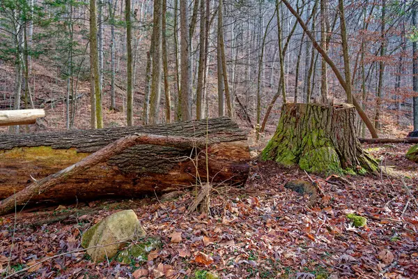 Huge tree cut down laying on the ground of fallen leaves alongside the large stump in the forest on a sunny day in wintertime