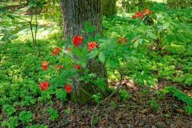 Baharın güneşli bir gününde, ormanlık bir bahçenin gölgeli bir bölgesinde, küçük bir açelya çalısı üzerinde canlı kırmızı çiçekler açar.