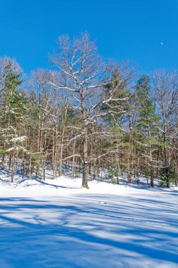 Güneşli bir günde, karlı bir günde, ağaçların dalları karla kaplı bir orman ve gölgelerle kaplı bir yerde, kışın arka planda gökyüzünde ay olan bir patikada.