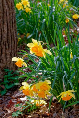 Güneşli bir bahar gününün erken saatlerinde ağaçlık alanlarda sarkan nergis çiçeklerini yeşillikle işaretleyen güneş ışığı.