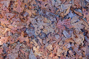 Aydınlık ve renkli yapraklar, güneşli bir kış gününde ormanın patikasında ezildi. Arkaplan dokuları için yakın plan görüntüsü duvar kâğıdı kopya alanı ve düz kaplamalar için.