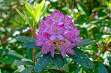 Açık pembe ya da mor renkli açelya çiçekleri topuz şeklinde bir araya toplanır. Çiçeklerin tabanında büyük yeşil yapraklar toplanır. İlkbaharda gölgeli bölgede yakın plan çekilir.