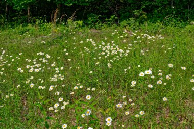 Baharın güneşli bir gününde arka planda bir ormanla birlikte diğer vahşi bitkiler arasında büyüyen ve yayılan sarı papatyalarla birlikte uzun beyaz çiçek tarlaları.