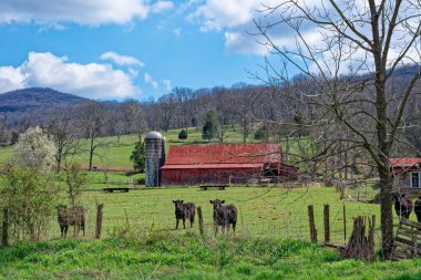 Kırsal çitlerin arkasında meraklı siyah inekler eski kırmızı bir ahır, silo ve çıplak ağaçlarla dolu birkaç saman vagonu ve ilkbaharın başlarında arka planda dağları izliyorlar.