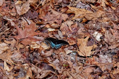 Kara Kırlangıç Kelebeği, canlı mavi ve siyah renkleri sergilemek için ormandaki düşen yaprakların üzerinde öylece oturuyordu.