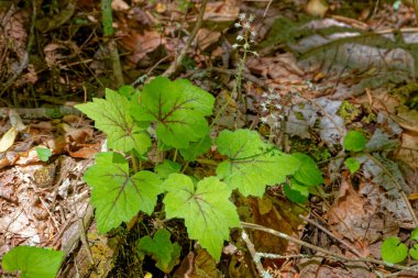 Tiarella plant common name foamflowers with a stem with tiny white flowers above the green foliage with red veins growing wild emerged between twigs and fallen leaves on the forest ground in spring clipart