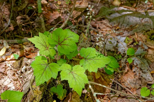 Tiarella bitkisinin yaygın adı köpük çiçekleridir. Yeşil yaprakların üzerinde küçük beyaz çiçekler vardır. Kırmızı damarlar dallar ve yapraklar arasında baharda orman zemininde ortaya çıkar.