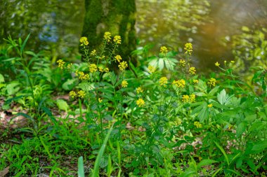 Yellow rocket or winter cress plant in bloom with tiny yellow clusters of flowers on a stem growing along the creek mixed with other wild vegetation closeup view on a sunny day in springtime clipart