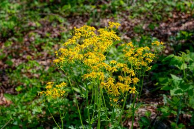 Parlak sarı çiçeklerin en üst kısmı çiçek açmış bir kelebek otunun yaprakları üzerinde küçük böcekler baharın güneşli bir gününde yakın plan görüntüsüdür.