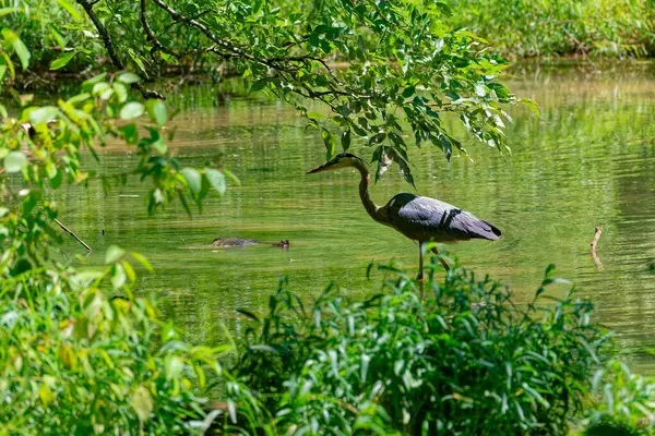 stock image A large snapping turtle swimming towards a great blue heron while the heron is fishing by the aquatic plants in the shallow water at the lake in summertime