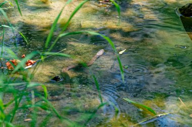 Zehirli olmayan su yılanı yaz mevsiminde, güneşli bir günde, kıyı şeridi boyunca yüzen sığ suda yavaşça yüzer.
