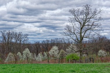 Baharın erken saatlerinde, bulutlu bir günde, çit boyunca çitlerin üzerinde, uzun otlarla karışık beyaz çiçek açan ağaçlar.