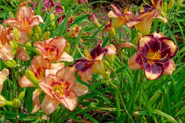 İki farklı rengarenk zambak türü, yazın güneşli bir günde, çiçek tarlasında birlikte büyüyen dallar ve detaylarla çiçek açıyor.