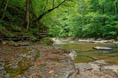 Kükreyen nehre akan Tennessee 'deki düz dere, yaz aylarında ormandaki parlak yeşil ağaçlarla çevrili bir uçurum kıyısı olan kaya oluşumlarının üzerinde akan sığ kısım.