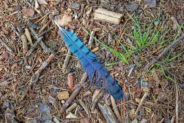 stock image A bright and colorful feather laying on the ground at a park from a bluejay bird closeup view on a sunny day in summertime