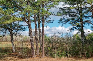 Baharın erken saatlerinde güneşli bir günde arka planda beyaz çiçek açan ağaçlar ve kabarık bulutlarla ön planda bir araya gelen çam ağaçlarının güzel manzarası.