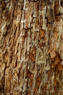Sert ağaç kabuğu, arka plan duvar kâğıdı düz kaplama ve kopyalama alanı kullanımları için birçok deseni olan turuncu paslı renkleri kapatır.