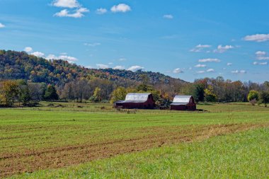 Parlak metal çatıları olan iki kırmızı ahır. Yeni hasat edilen tarlaların yanında büyük ve küçük. Sonbaharda güneşli bir sonbaharda, arka planda renkli ağaçlar.