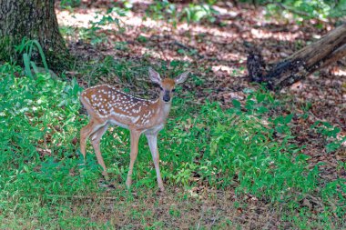 Yetişkin bir geyik yavrusu tek başına ormanda otların arasında yürüyor güneşli bir yaz gününde yakından bakıyor.