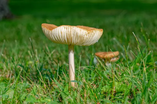 Güneşli bir yaz gününde çimlerin arasından, arka planda diğerleriyle birlikte büyük, vahşi bir mantarın yakın çekimi çıktı.