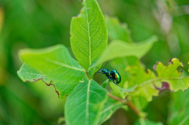 Renkli parlak Japon böcekleri yumurtalarını bitkinin üzerine bırakmadan önce çiftleşiyorlar. Yaz mevsiminde yakın görüntüyü kemiriyorlar.