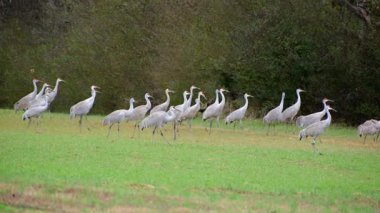 Göç eden kum tepesi turnaları kış zamanı Tennessee 'deki Hiwassess yaban hayatı sığınağında toplanıyor.