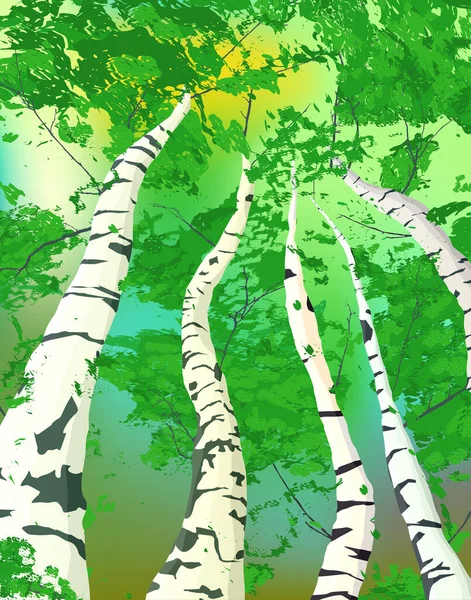 柏树在晨曦的作曲中 阳光穿过树林 矢量艺术说明 免版税图库插图